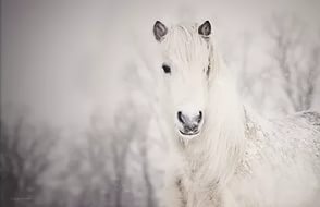 Snow Horse 